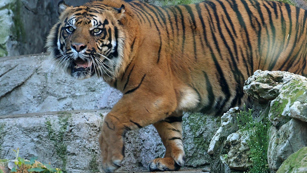 Read more about the article Sumatran tiger on the loose, believed to have killed man in Indonesia