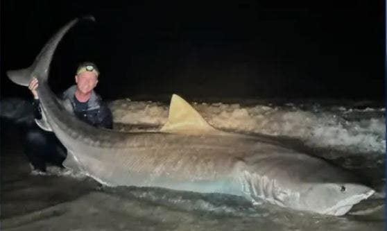 Florida fisherman catches 12-foot tiger shark: ‘one to remember’