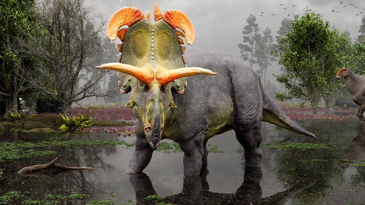 Lokiceratops A remarkable New Dinosaur Species Has Been Found In Lokiceratops A remarkable New Dinosaur Species Has Been Found In