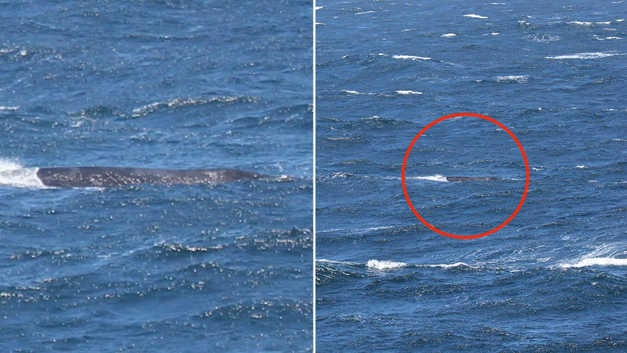 Critically endangered whale seen off California coast: 'Every sighting is incredibly valuable to us'