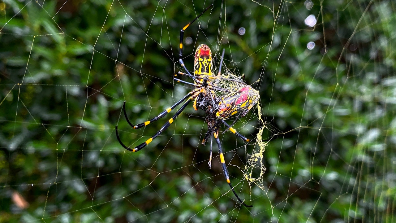 Read more about the article The Joro spider is spreading in the US, but it’s not the invasive species we have to worry about