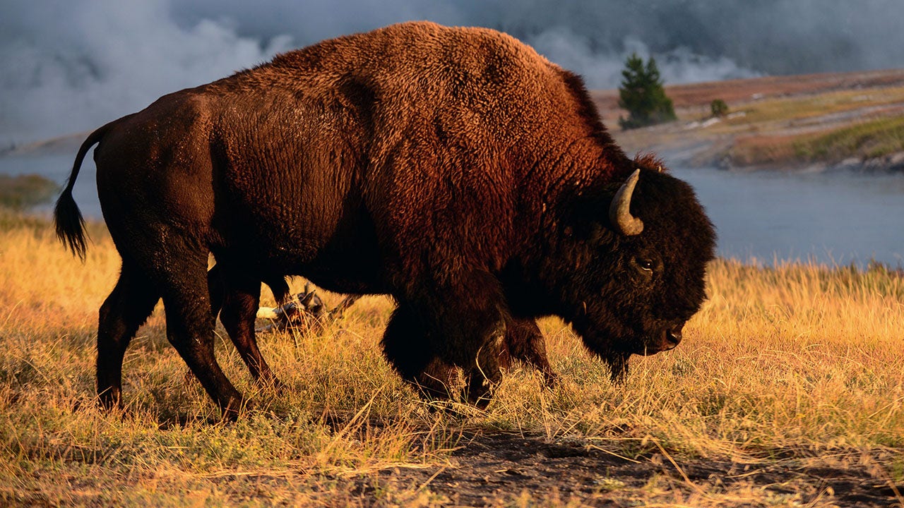 Read more about the article Yellowstone bison gores 83-year-old tourist, lifting her off the ground