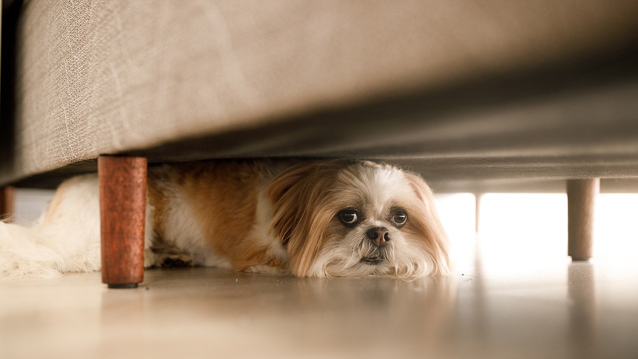 JONATHAN TURLEY: When the law goes to the dogs JONATHAN TURLEY: When the law goes to the dogs