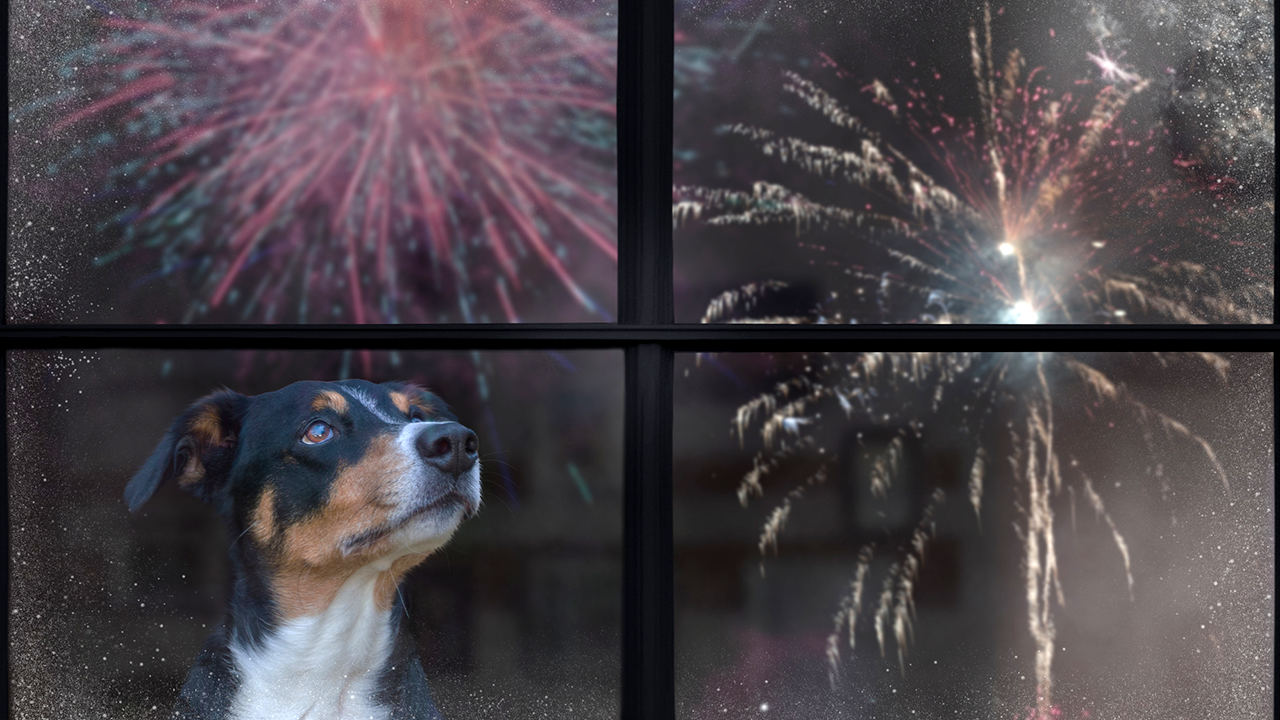 Fireworks and loud noises can be 