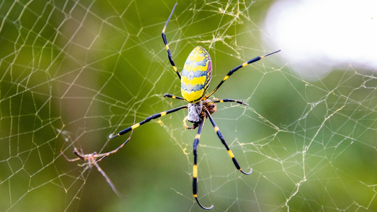 Giant Joro ‘flying’ spider continues march northward with Massachusetts sighting