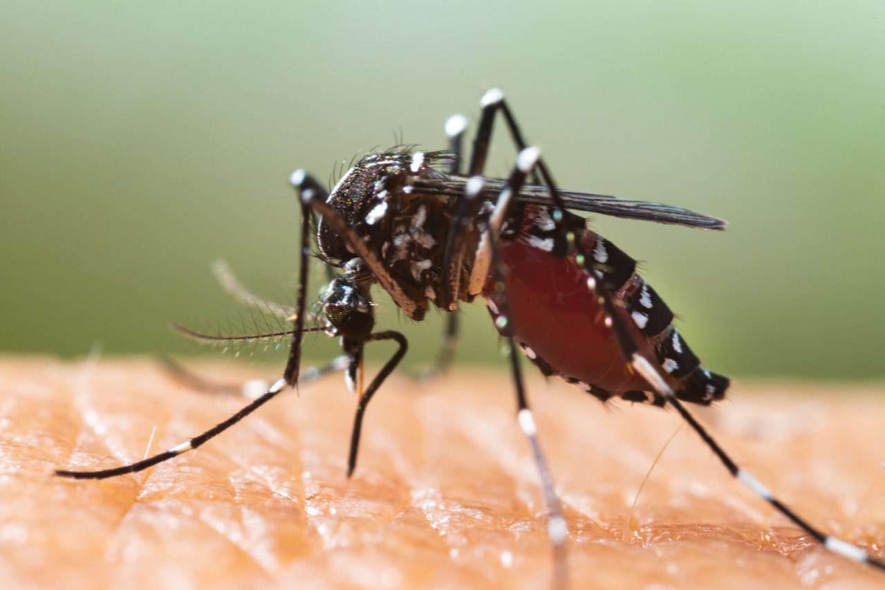 Tiger mosquitoes blamed for spread of dengue fever: ‘Most invasive species’