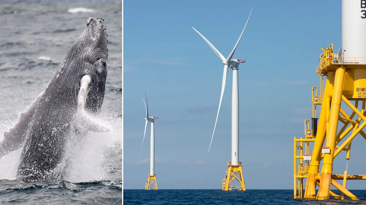 Conservative groups cleared to continue legal fight to protect whales from Biden-backed offshore wind farm