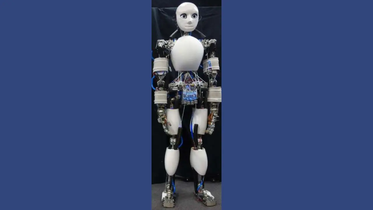 The Musashi musculoskeletal humanoid robot (University of Tokyo)