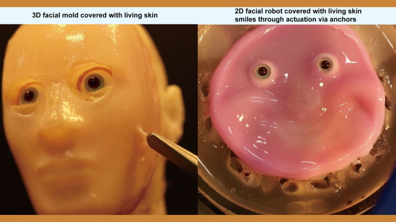 Scientists create creepy lifelike faces with real human skin for robots