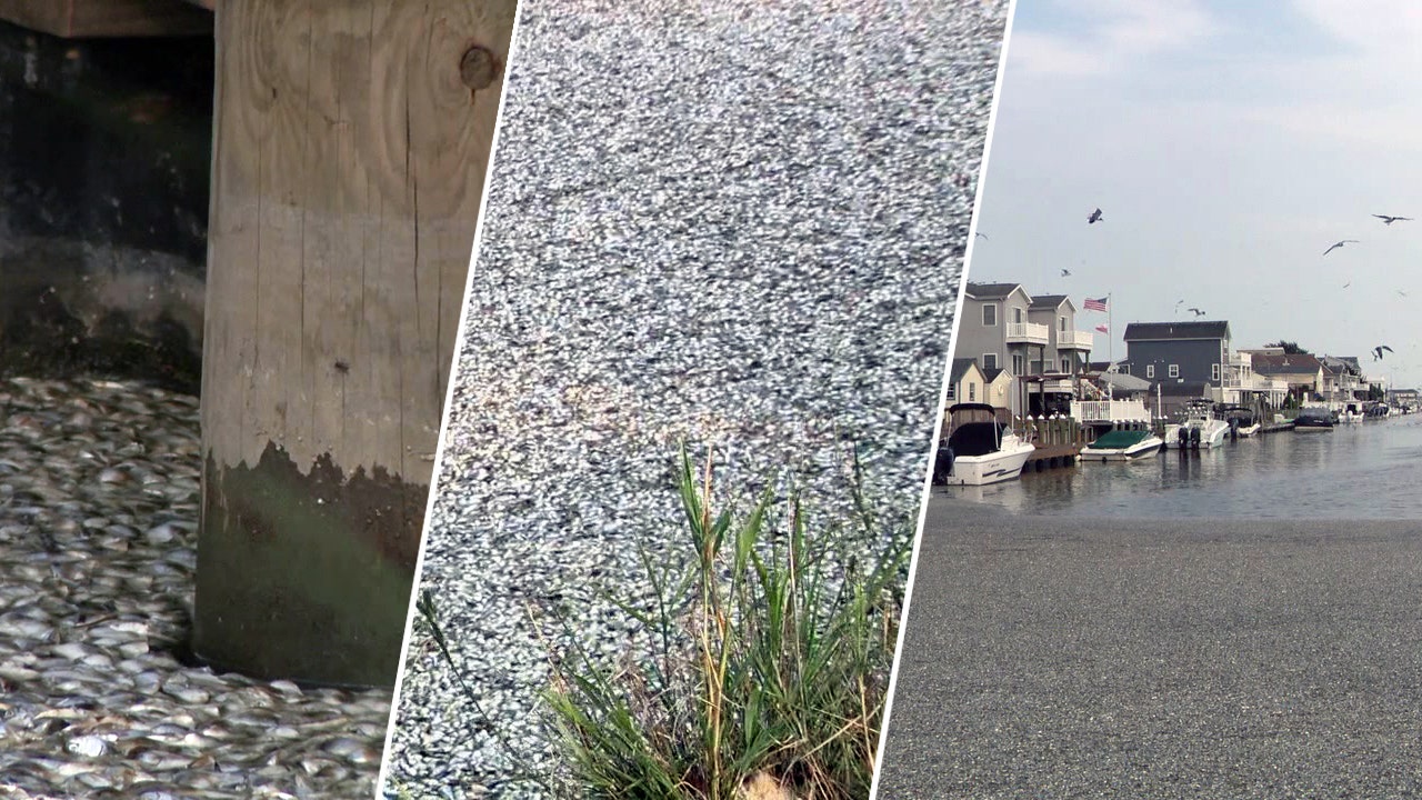 Jersey Shore town suffers from stink raised by thousands of dead fish