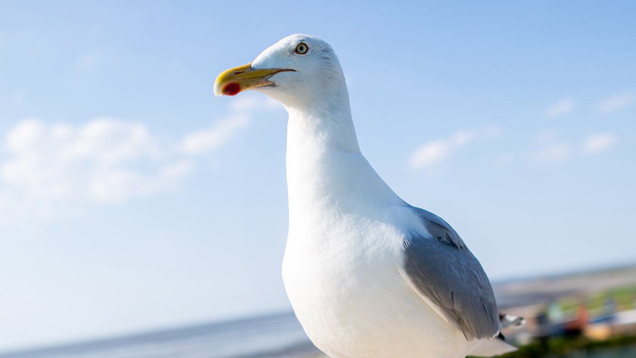 New jersey man who ripped head off of seagull at pier sparks outrage online: 'horrible man'