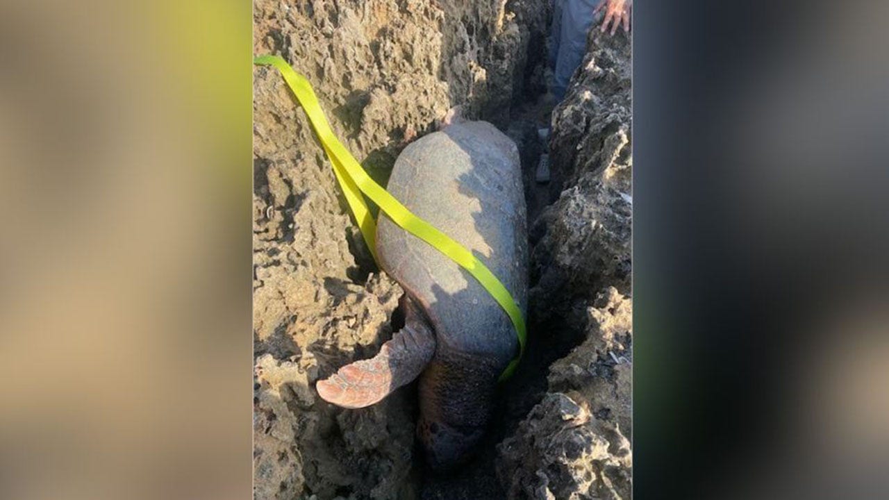 Endangered sea turtle stuck between 2 rocks rescued by Florida first responders after laying eggs