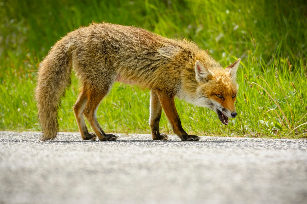 Alabama woman bitten by rabid fox while unloading groceries from car: report