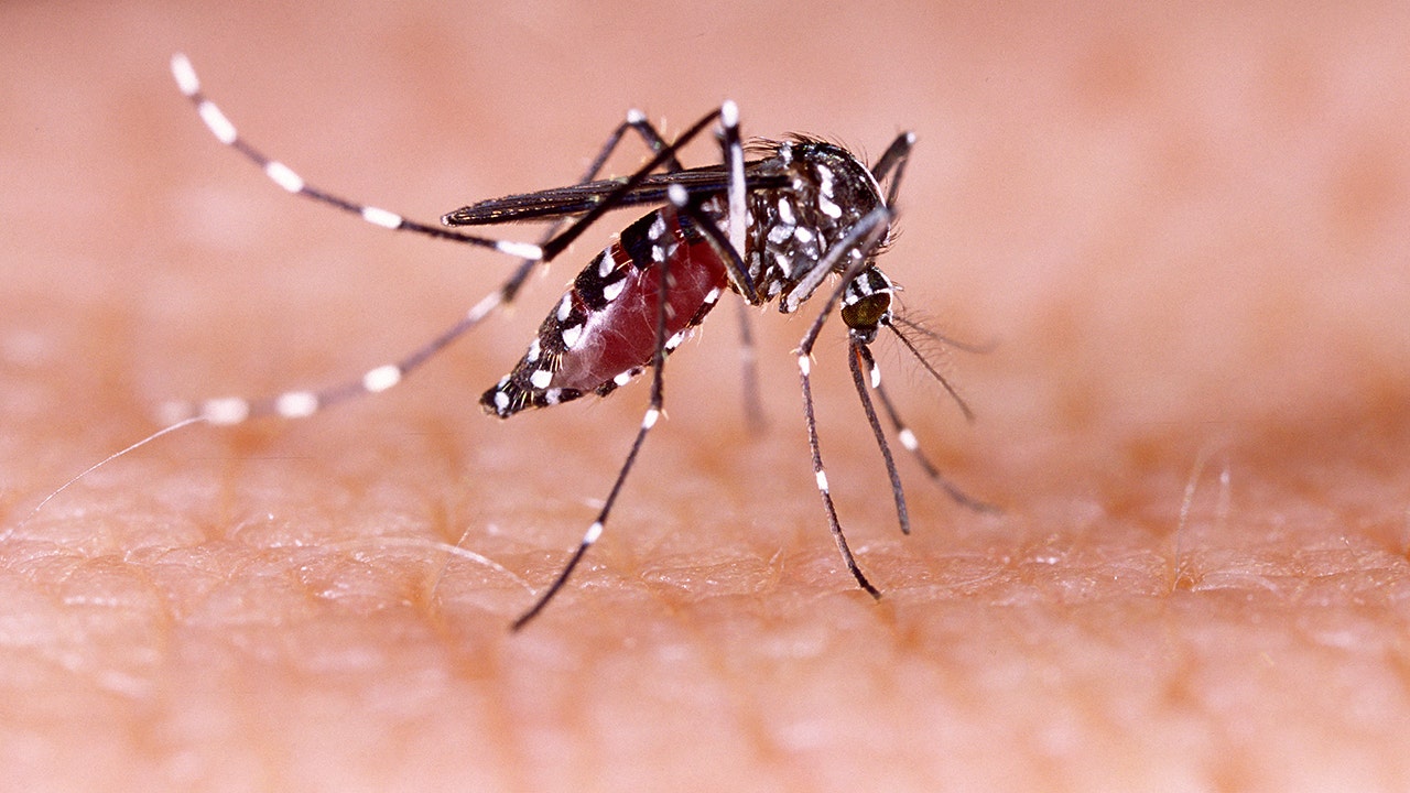 Dengue fever symptoms seen in Los Angeles County from local mosquito bites