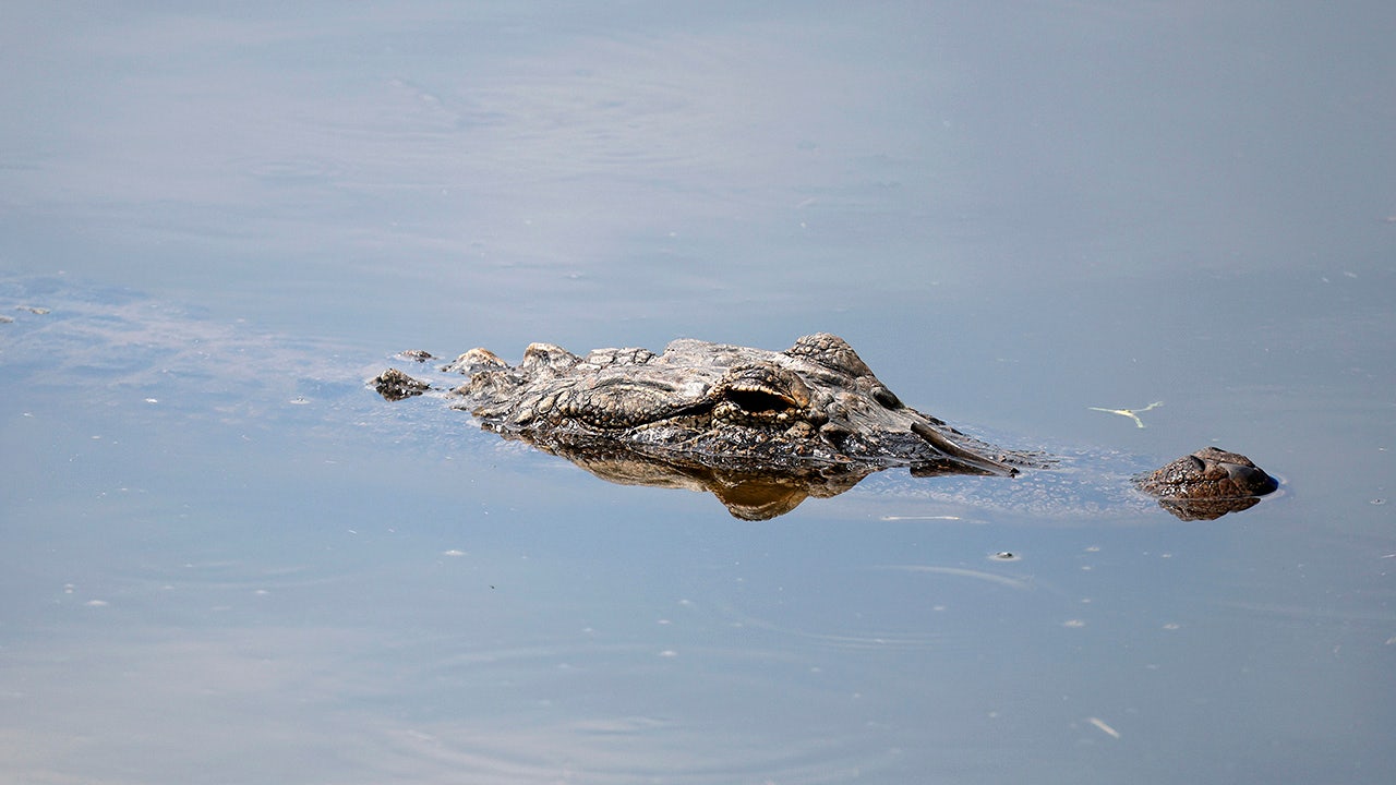 Louisiana father saves son from alligator attack: ‘Jumped on the gator’