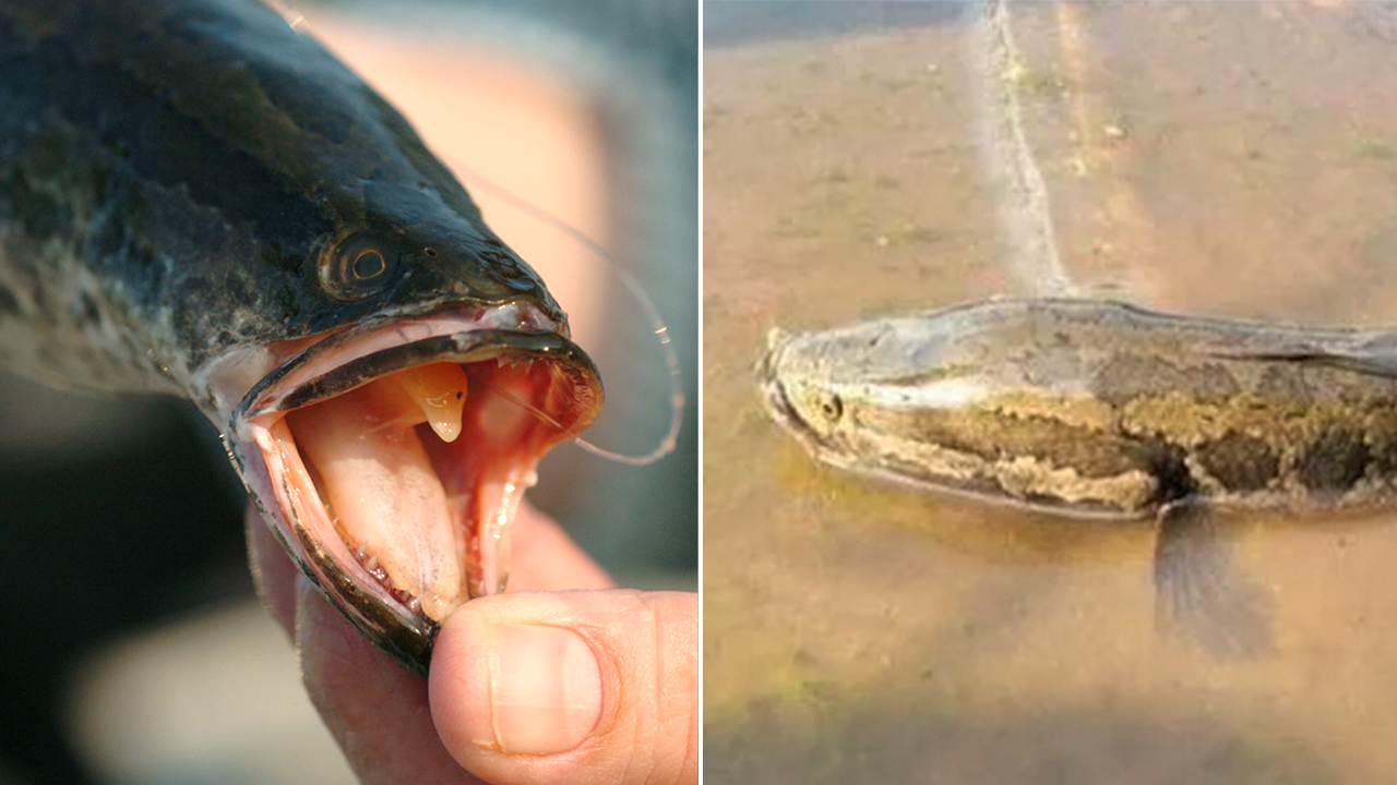 Predatory snakehead fish should not be released back into South Carolina waters, officials remind anglers