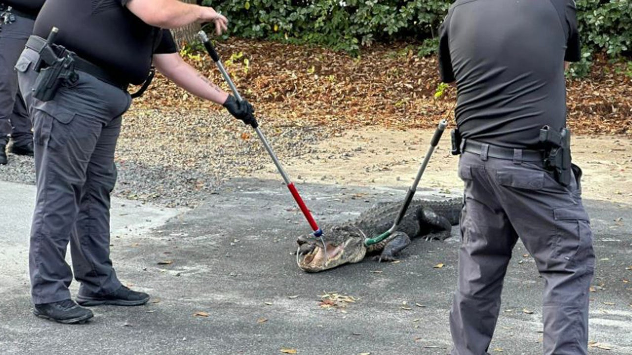 North Carolina police remove 8-foot alligator ‘trespasser’ from station parking lot: ‘Be aware’