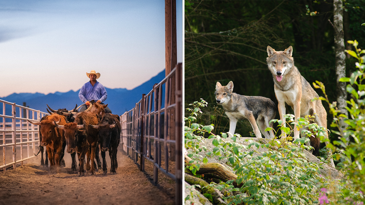 Colorado ranchers call on authorities to kill wolves