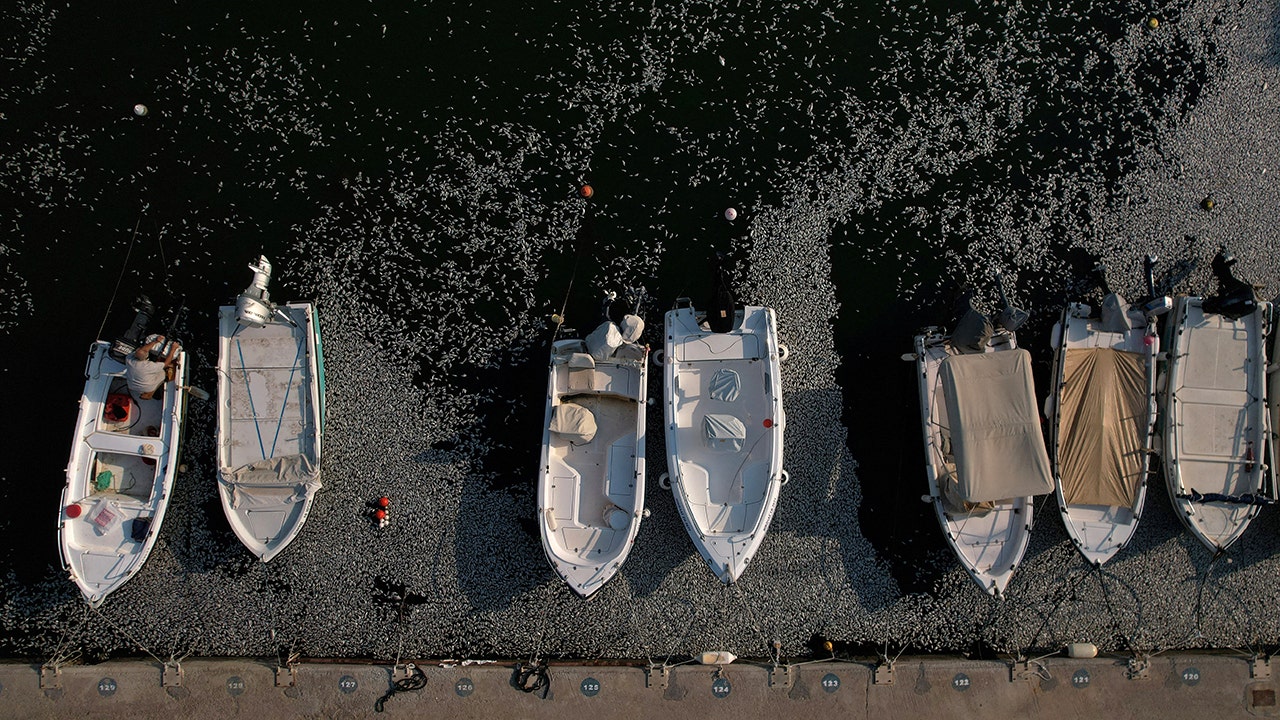 Hundreds of thousands of dead fish blanket Greek tourist port after ...