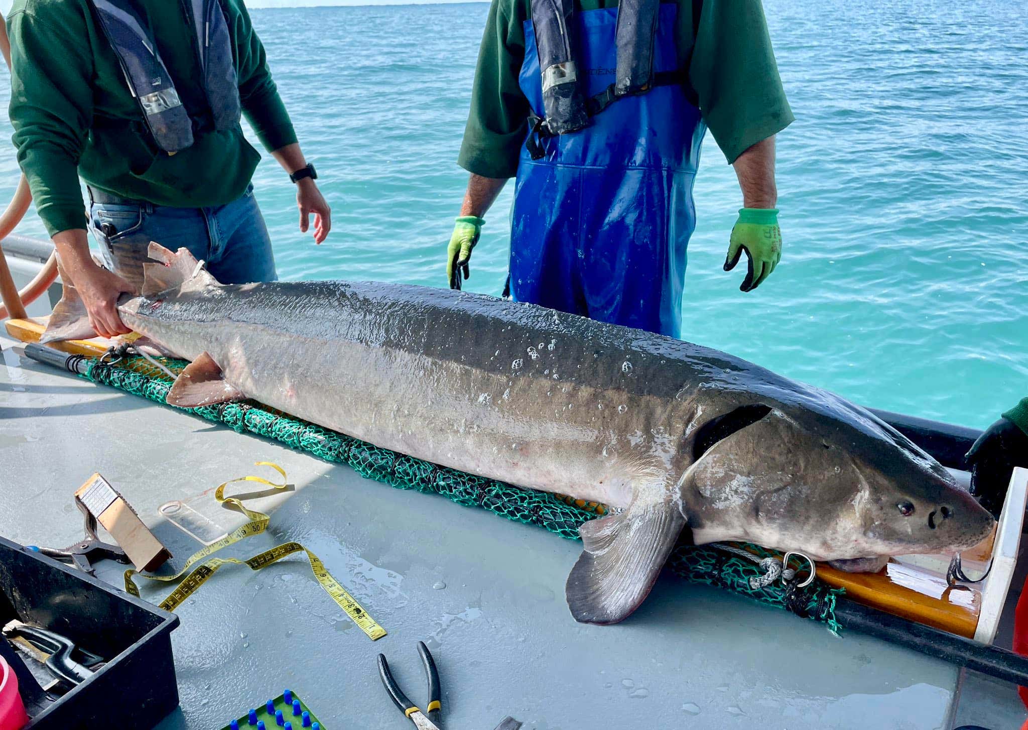 Lake sturgeon can live to be between 50 and 100 years old, according to the U.S. Fish and Wildlife Service. (Michigan Department of Natural Resources)