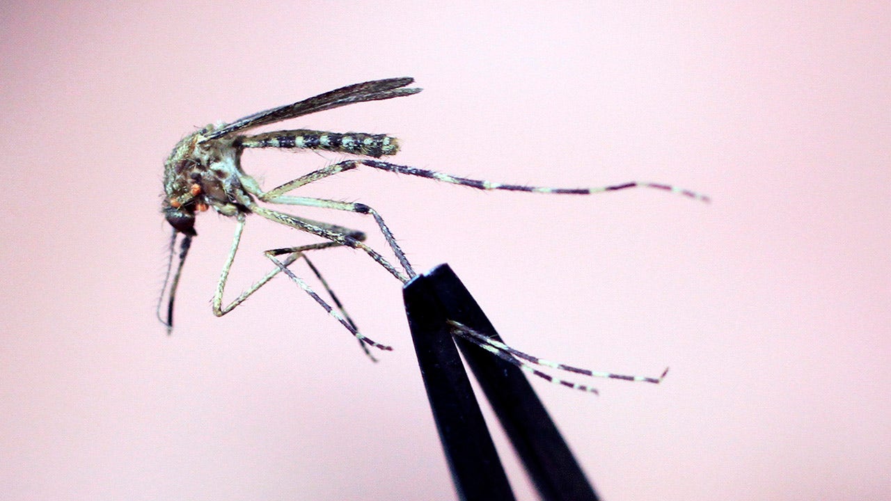 New Hampshire resident dies after EEEV infection, as rare, lethal mosquito-borne virus spreads in New England