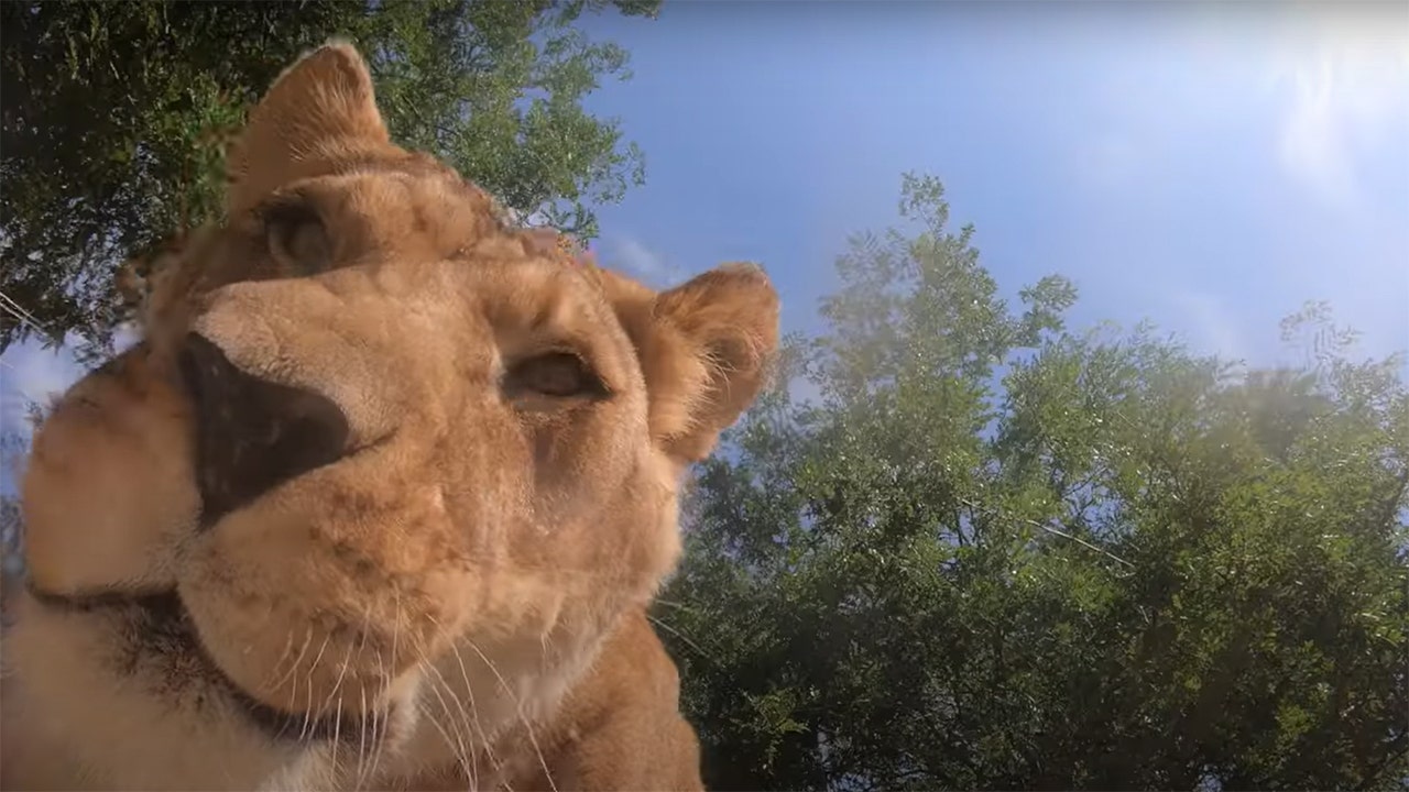 See what happens when lions at the Oregon Zoo discover a hidden camera in their habitat