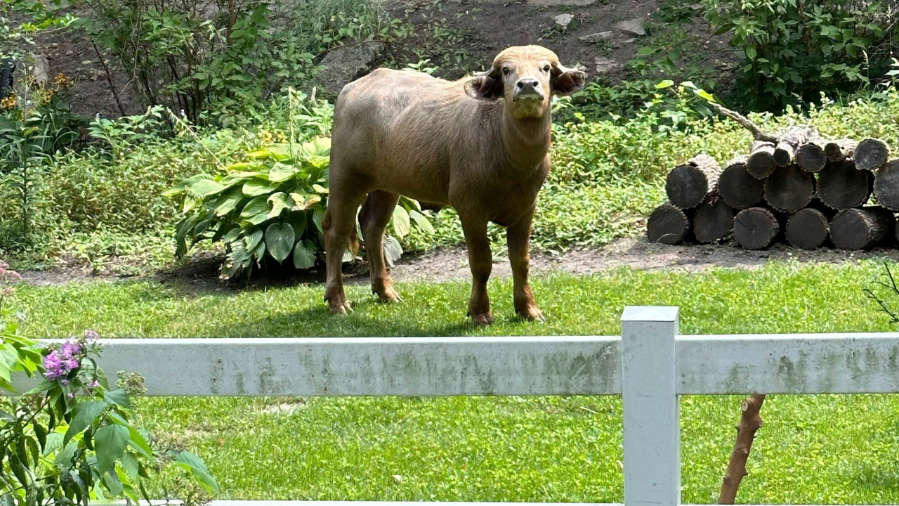 ‘Injured and aggressive’ water buffalo on the loose in Iowa town, police say