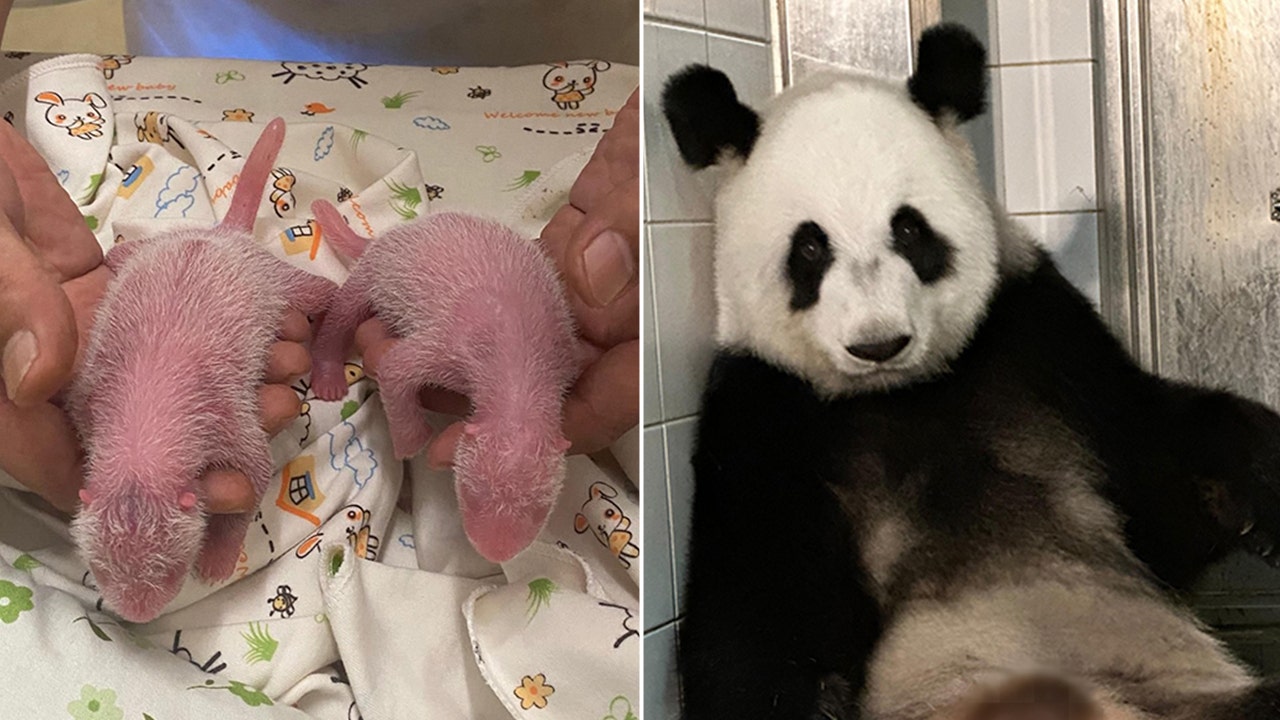 Giant Panda Ying Ying Gives Birth to Twins