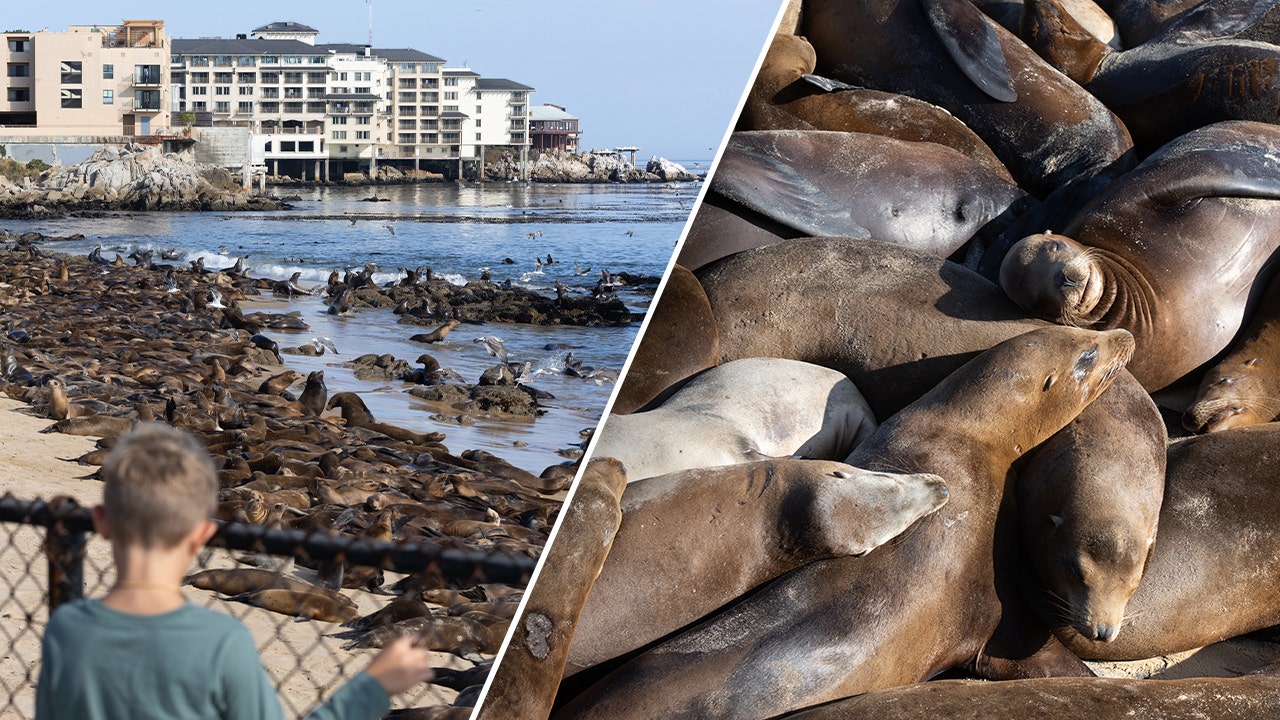 Sea lions caught on camera overtaking California beach, closing it to public ‘indefinitely’