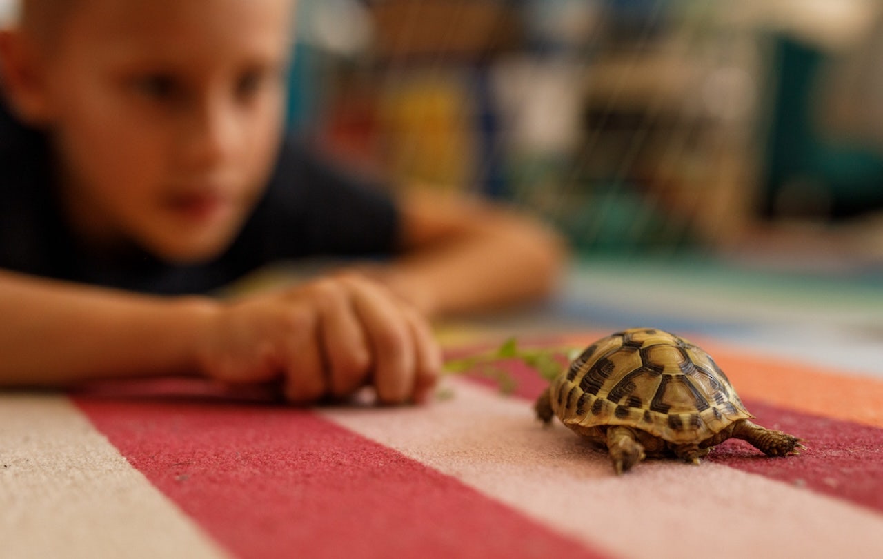 Salmonella outbreak caused by tiny turtles, CDC warns, with cases across 21 states