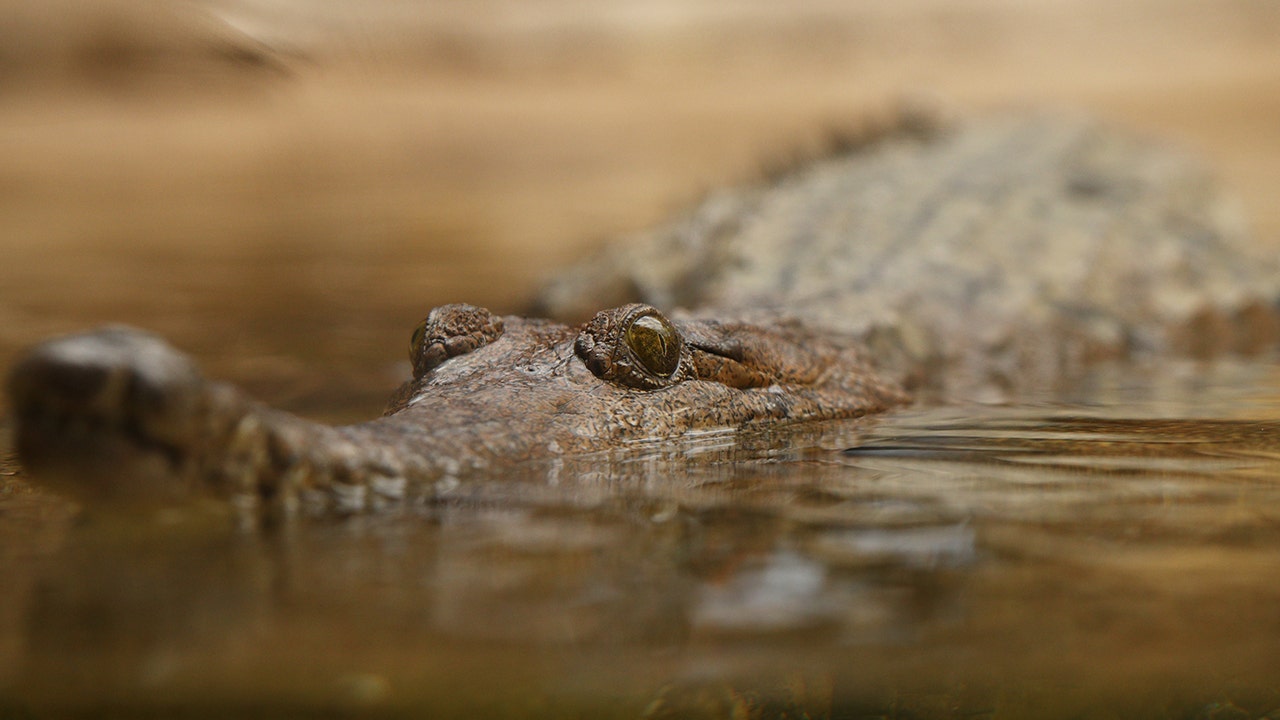 Crocodiles are being baited with “nauseating chemicals” to stop them from eating poisonous, invasive toads