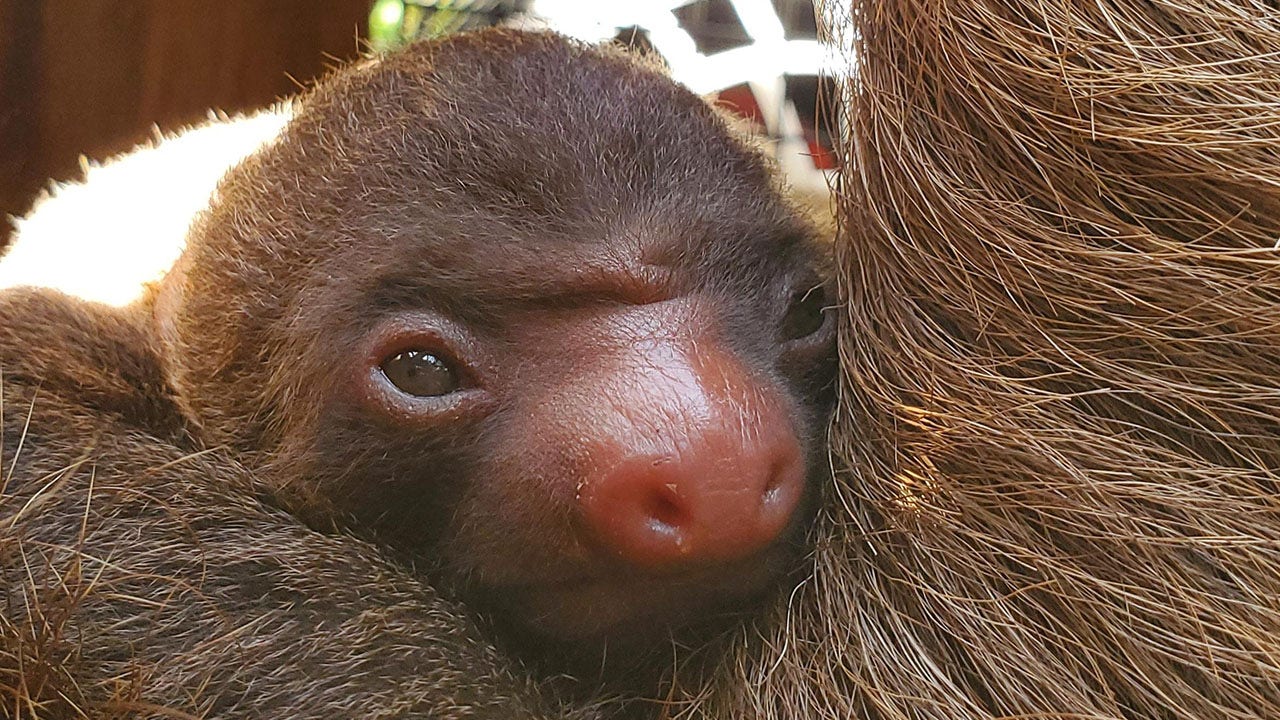 Too cute: Zoo Atlanta welcomes adorable baby two-toed sloth