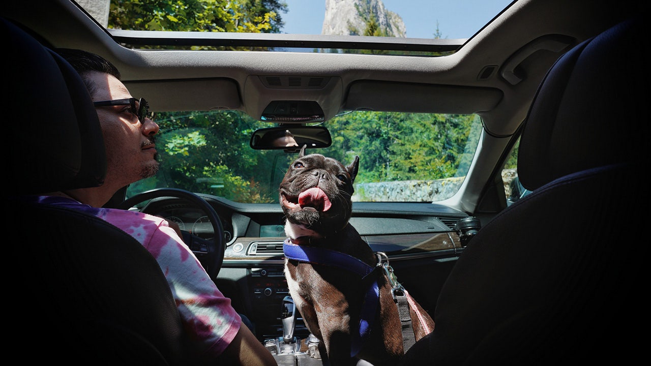 10 things to help you road trip with your dog