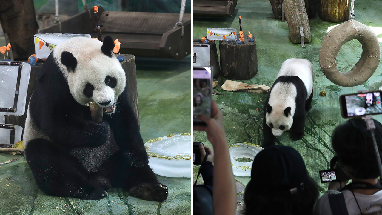 Giant panda celebrates her 20th birthday in Taiwan: ‘Funny and cute’