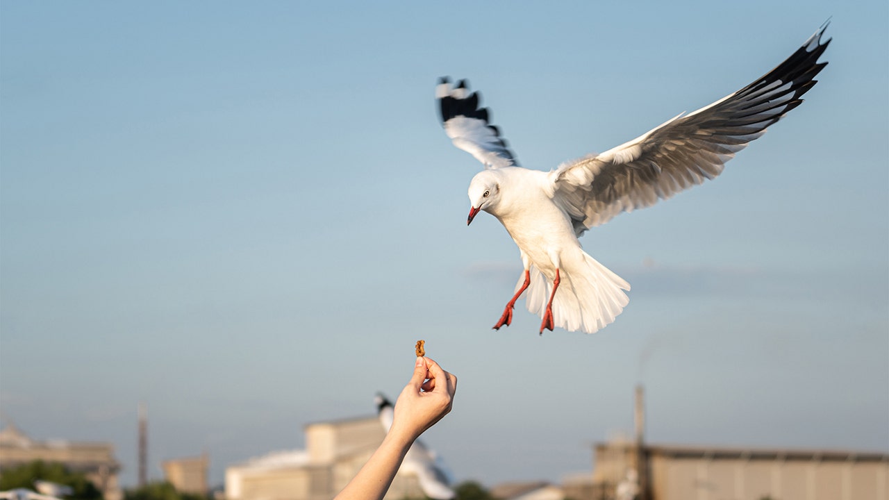 Food truck offers insurance after hungry birds cause trouble for customers