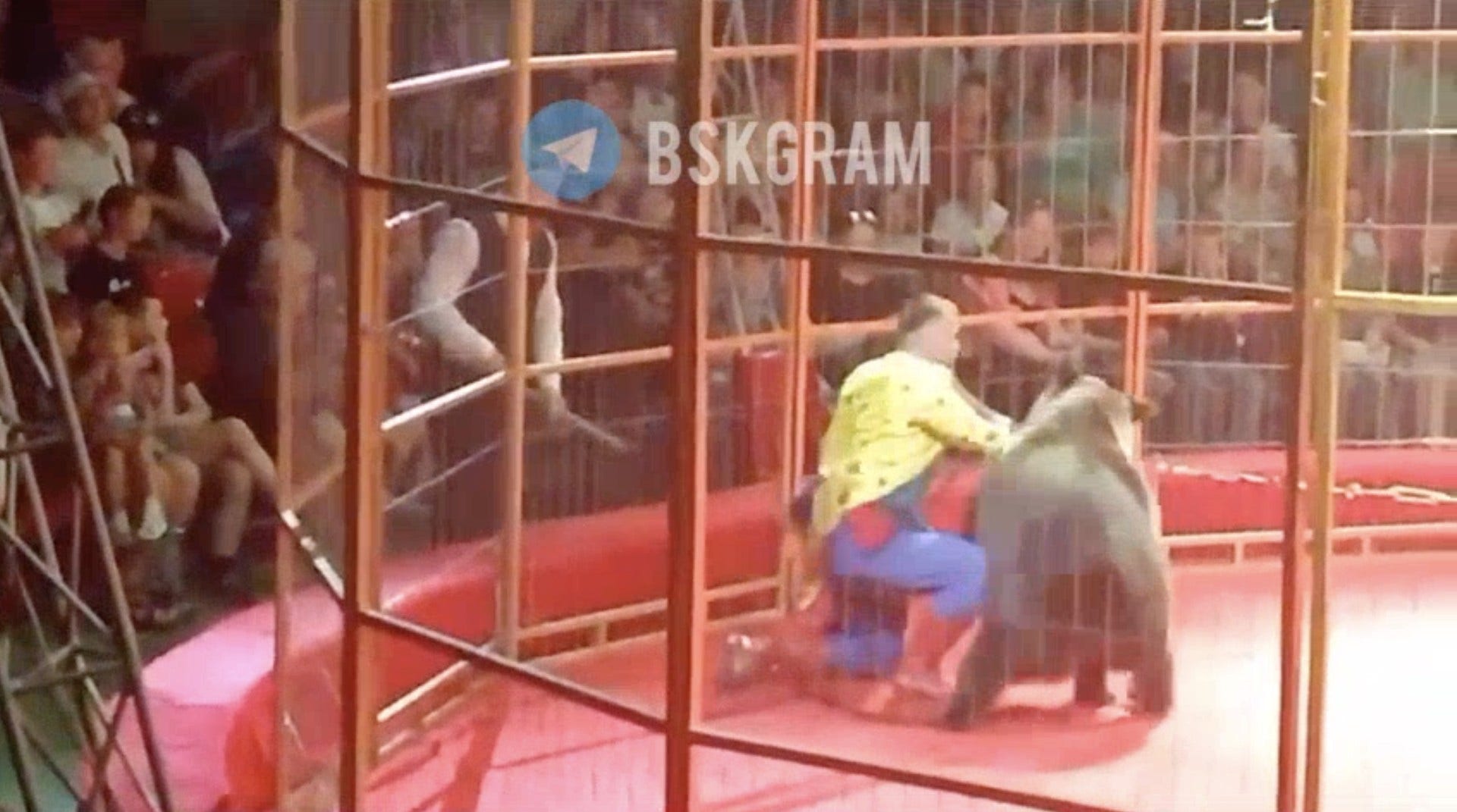 WATCH: Angry bear attacks trainer during performance in front of hundreds of terrified children, parents