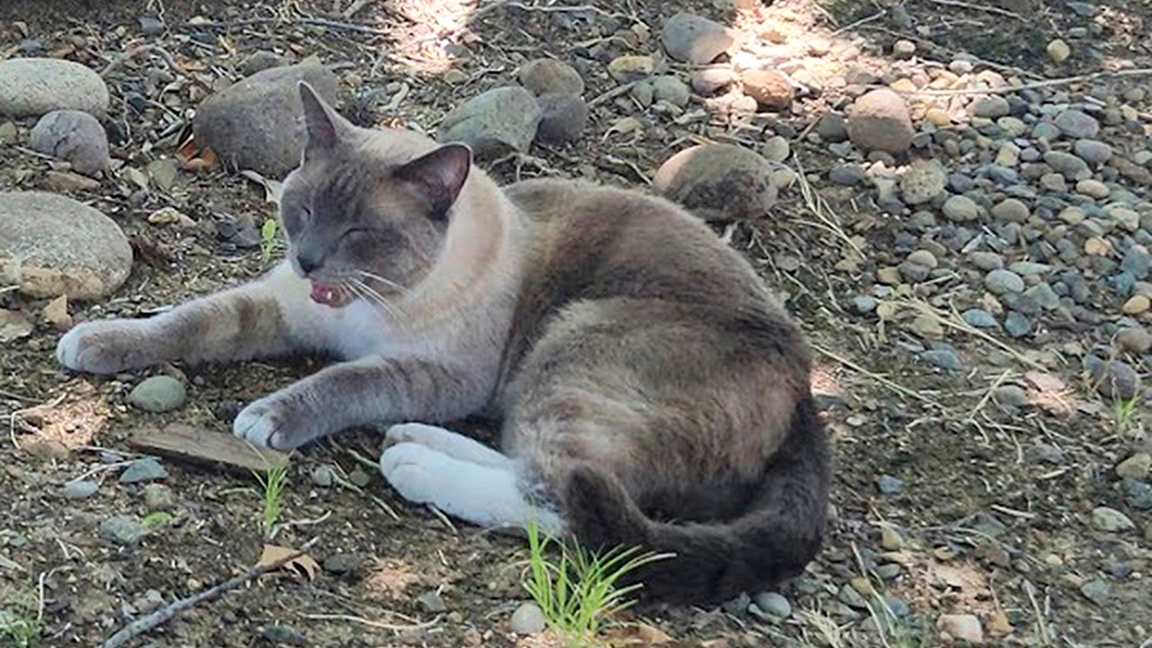 Lost cat travels 900 miles from Yellowstone to California