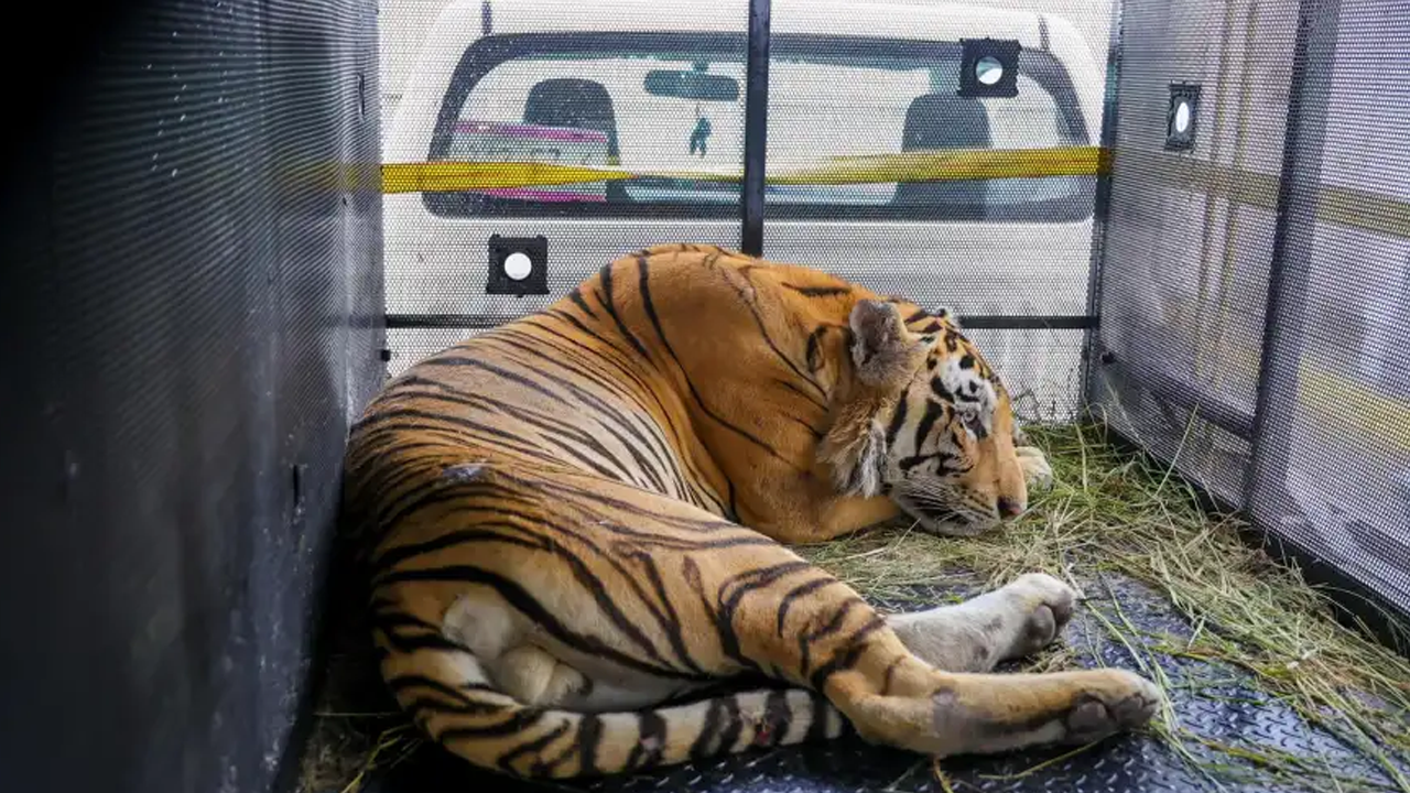 Escaped zoo tiger in Mexico caught near Texas border town after week-long search