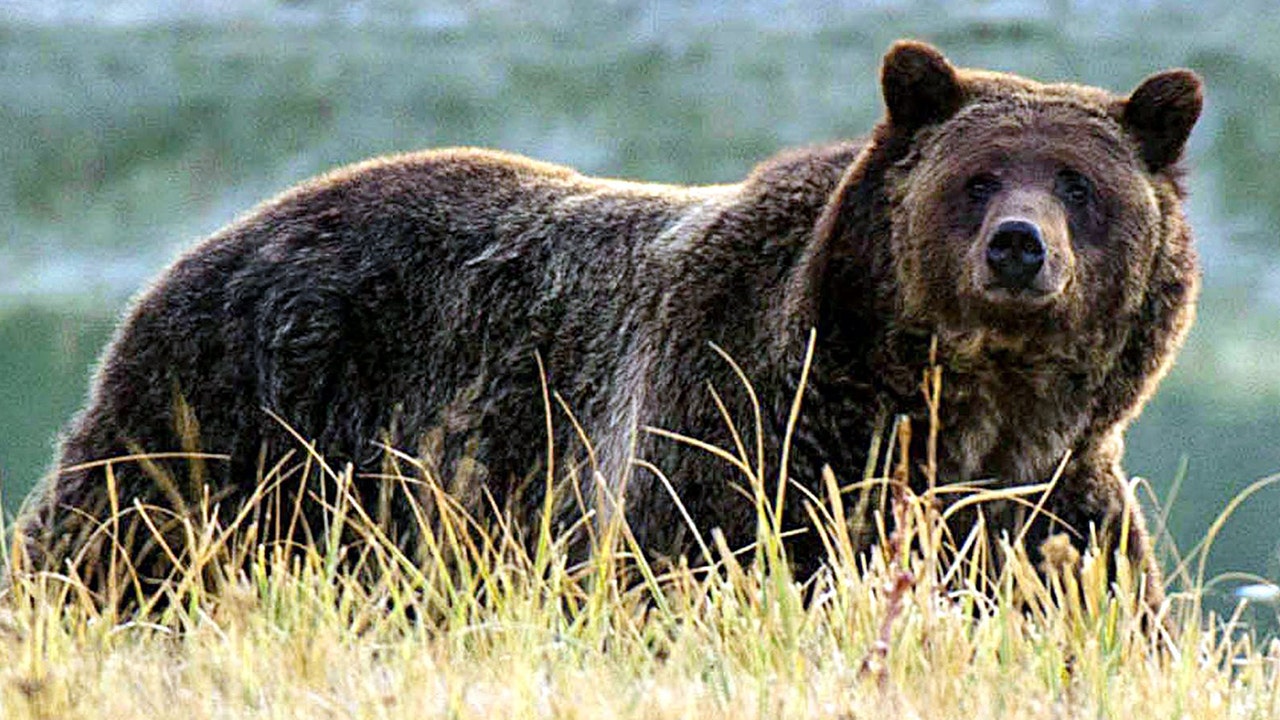 Idaho grizzly bear attacks hunter in 'surprise encounter'