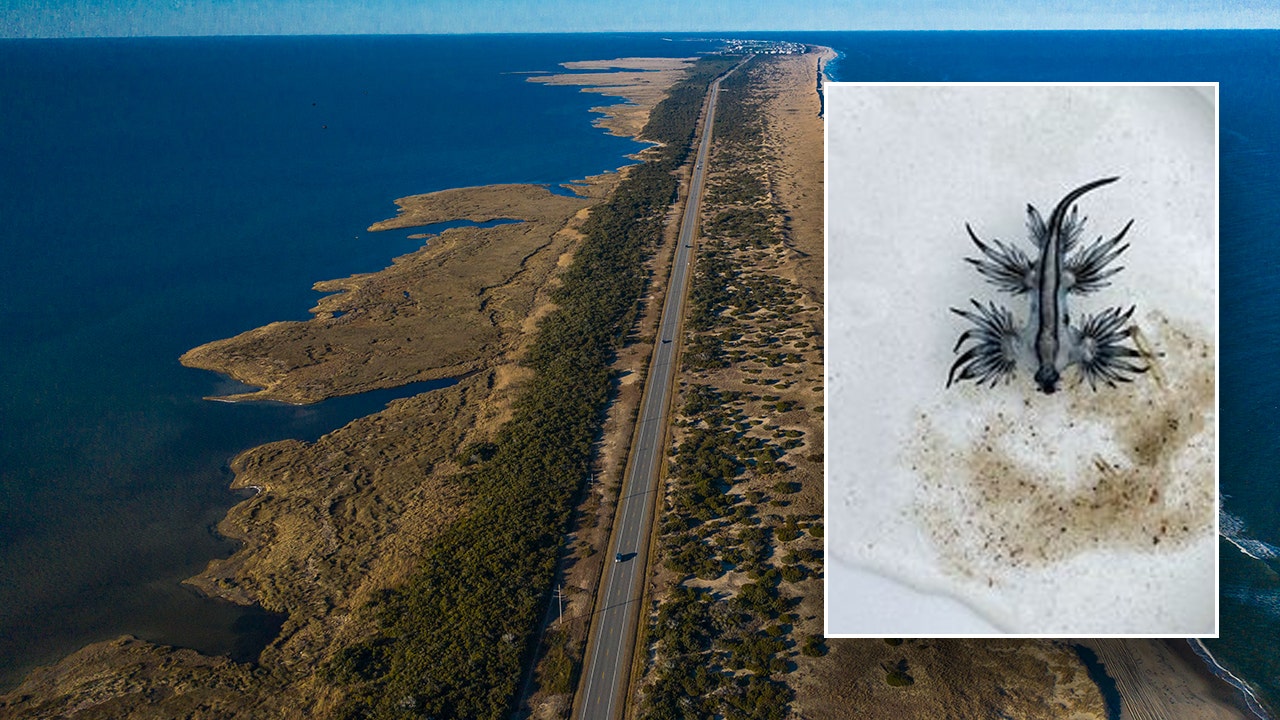 Poisonous animals wash up on popular beaches in North Carolina