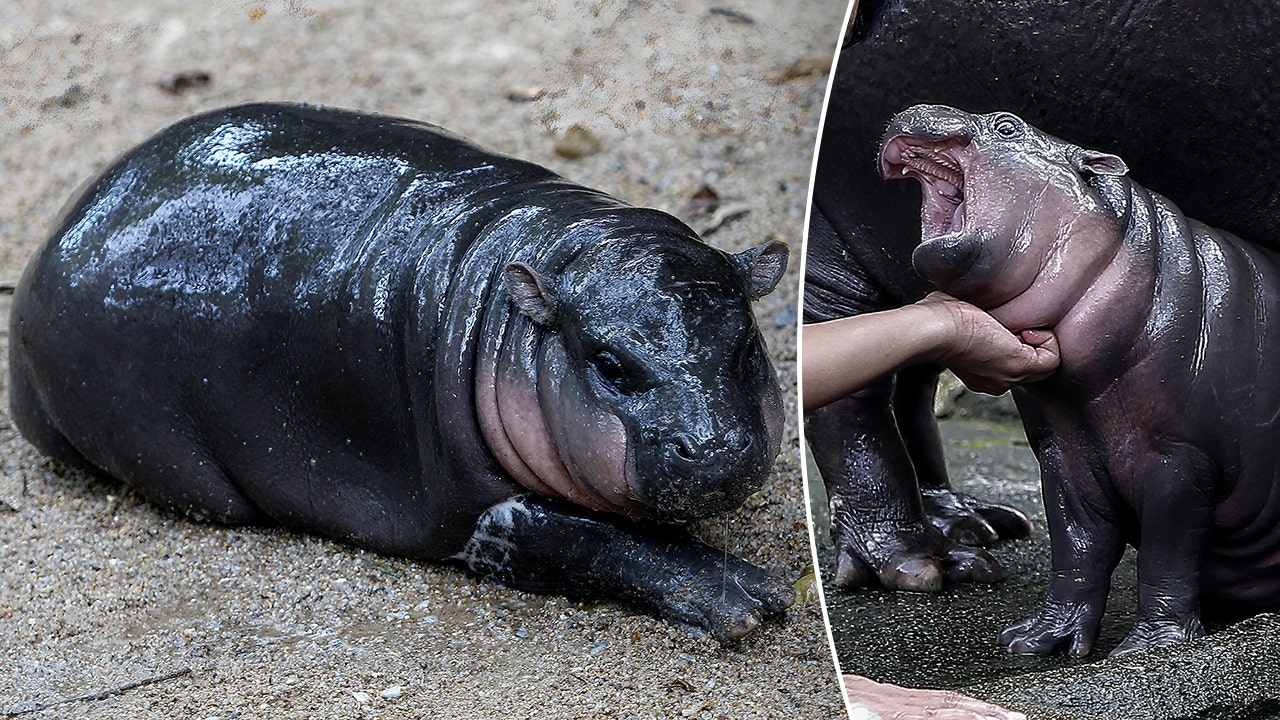 Thai zoo introduces time limit for visits to viral hippo Moo Deng