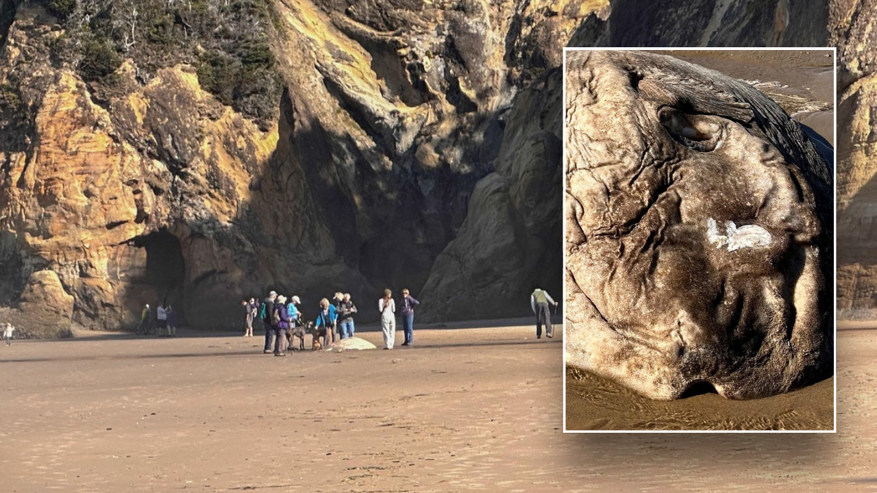 A 7-foot-long Mola mola recently washed ashore in Oregon, pictures show. (Tiffany Boothe/Seaside Aquarium)