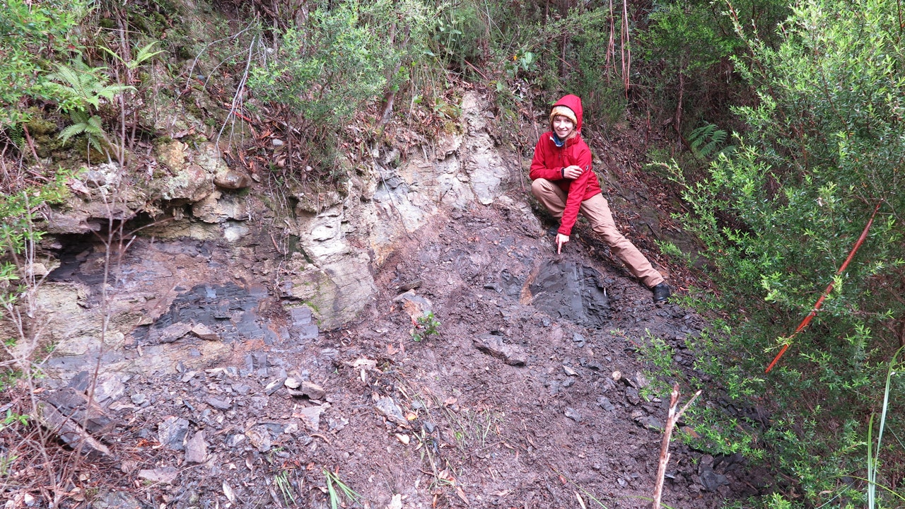 Ancient plant life unearthed in 53-million-year-old forest in Tasmania