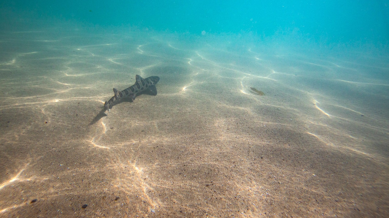 Earth's oceans are growing darker, threatening marine life worldwide: study