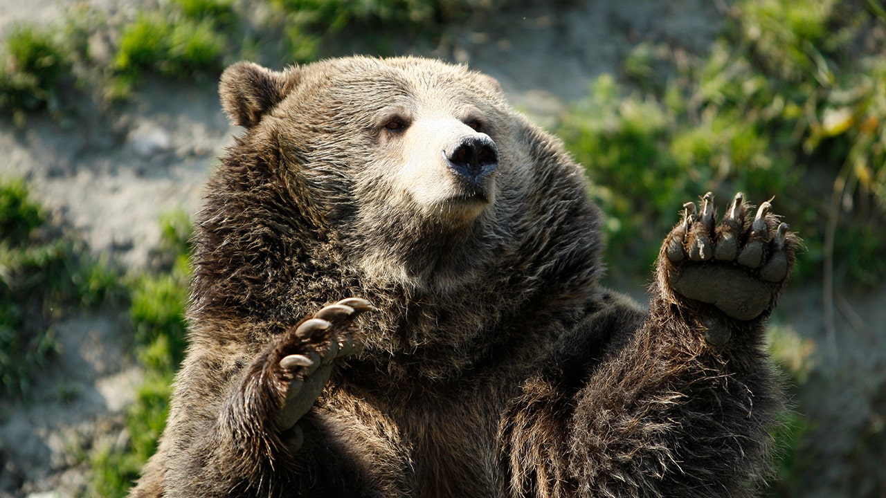 Un grimpeur attaqué par un ours et transporté à l’hôpital avec des blessures « graves » : responsable