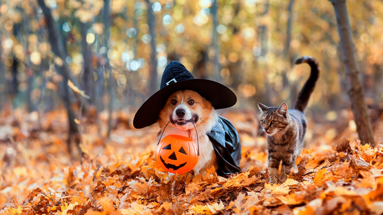 15 of the cutest Halloween costumes for your pets