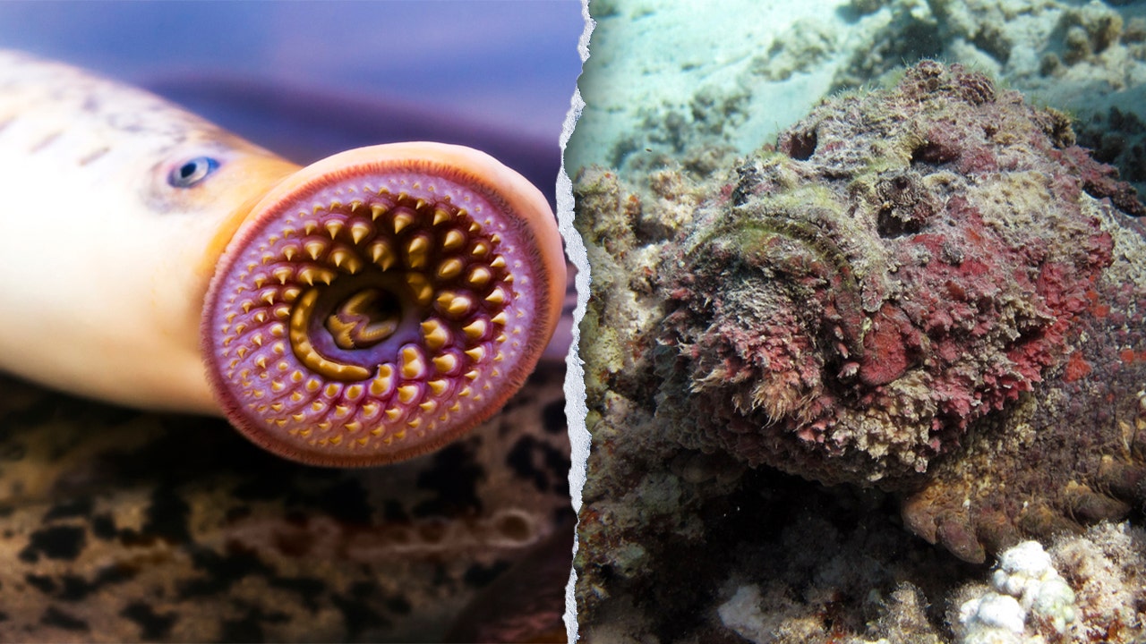 12 of the ocean’s creepiest creatures that are sure to make your skin crawl