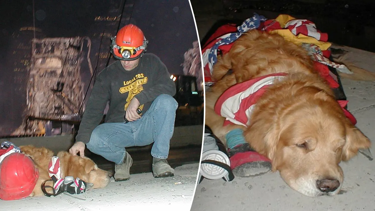 Therapy, search and rescue dogs worked at Ground Zero in the aftermath of 9/11