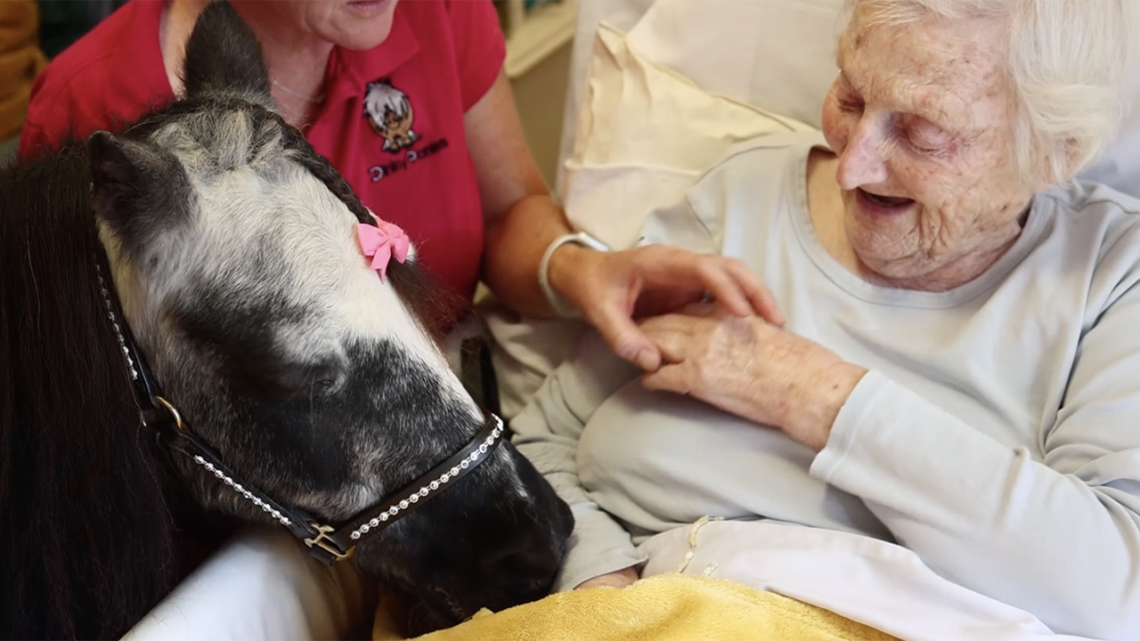 Pint-sized ponies in the U.K. bring joy to those in care homes, other locations