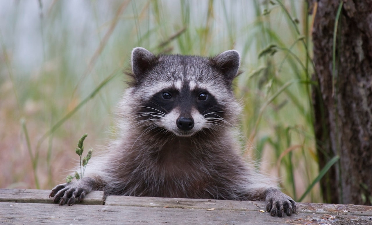 Raccoon roundworm infections reported in Los Angeles County, health officials warn